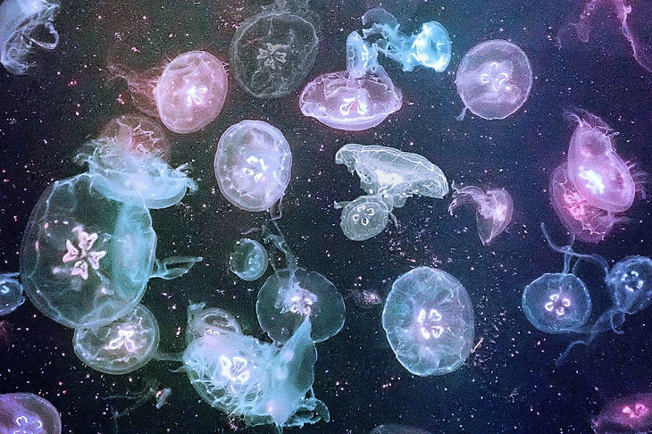 水母牆.jpg
